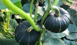 网红吃小占瓜好吃吗,口感测评，好吃吗？